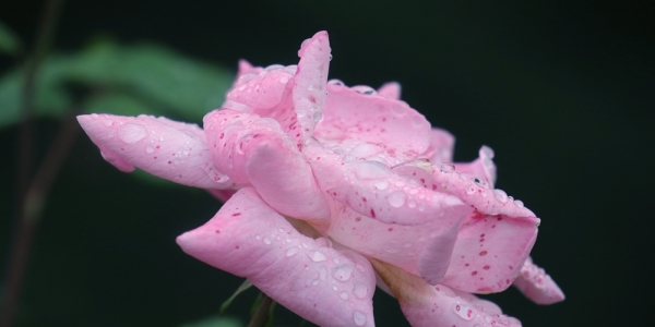 四川成都：雨后月季花娇艳欲滴-图2