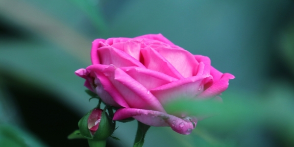 四川成都：雨后月季花娇艳欲滴-图3