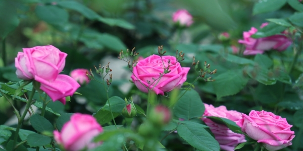 四川成都：雨后月季花娇艳欲滴-图6
