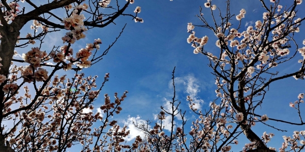 春临高原 蔚蓝之下百花齐放-图1