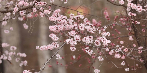 春临高原 蔚蓝之下百花齐放-图3