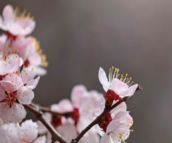春临高原 蔚蓝之下百花齐放-图2