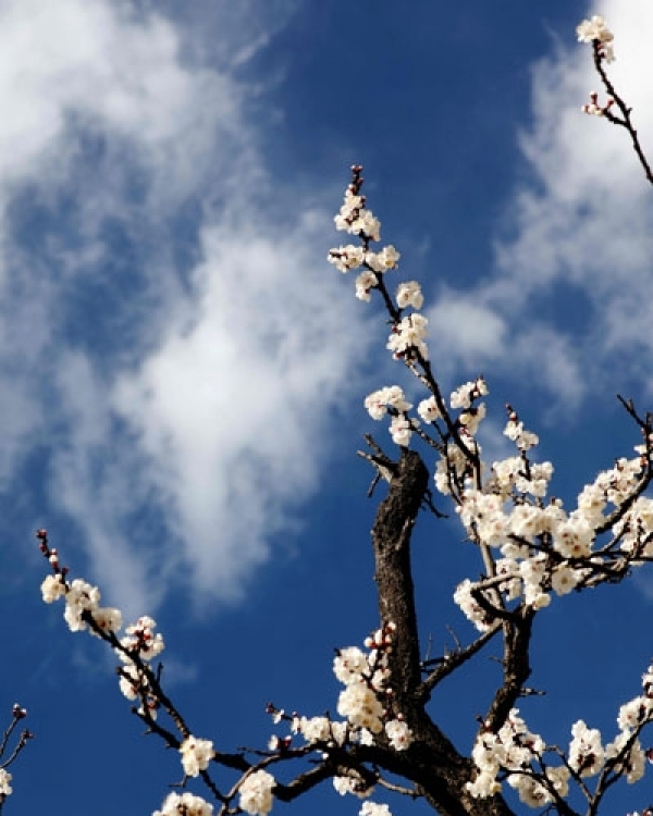春临高原 蔚蓝之下百花齐放-图4
