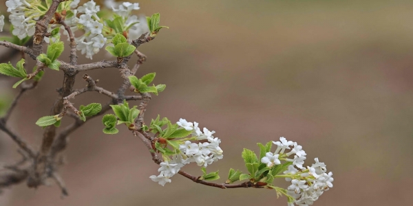 春临高原 蔚蓝之下百花齐放-图6