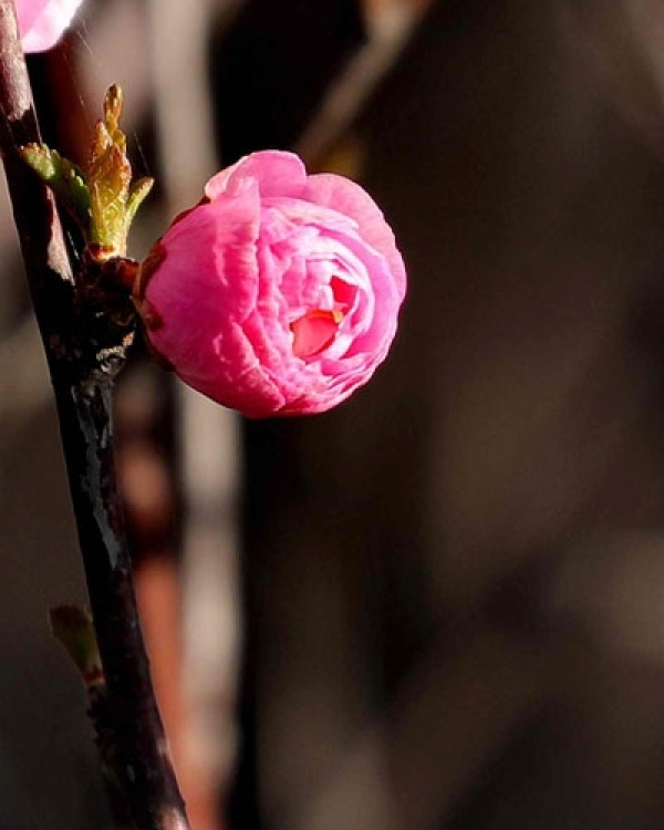 春临高原 蔚蓝之下百花齐放-图5
