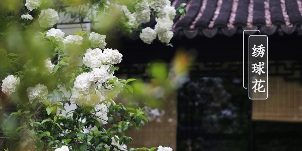 春花岂止桃李杏 一组美图纵览南北特色春花-图11