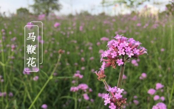 春花岂止桃李杏 一组美图纵览南北特色春花-图22