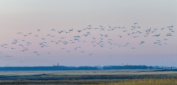 北归天鹅如约飞回呼伦贝尔 迷人身姿美不胜收-图2