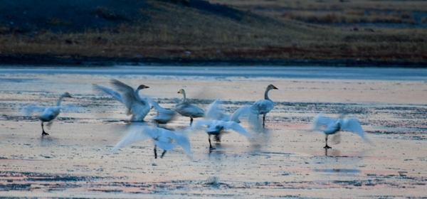 北归天鹅如约飞回呼伦贝尔 迷人身姿美不胜收-图3
