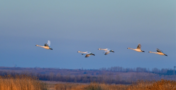 北归天鹅如约飞回呼伦贝尔 迷人身姿美不胜收-图8