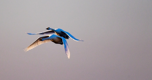 北归天鹅如约飞回呼伦贝尔 迷人身姿美不胜收-图9