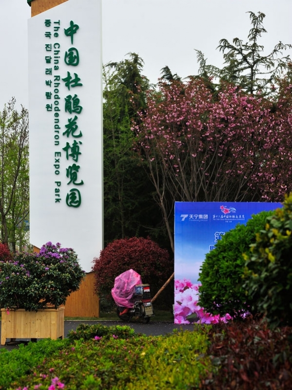 山东日照：杜娟花开迎客来 浓装淡抹总相宜-图2