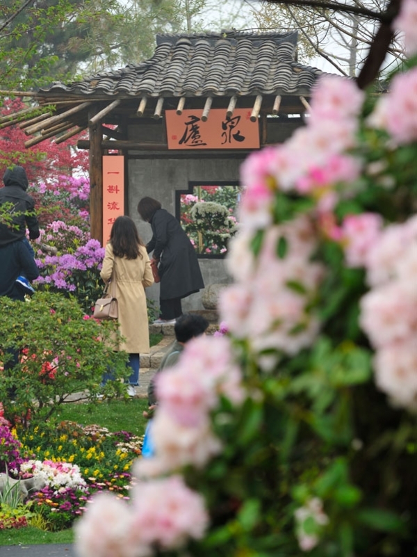 山东日照：杜娟花开迎客来 浓装淡抹总相宜-图12