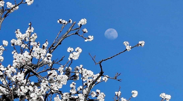 天为画布花为衬 一轮圆月挂枝头-图2
