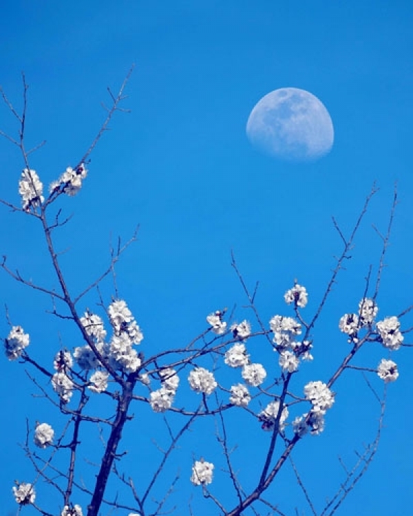 天为画布花为衬 一轮圆月挂枝头-图4