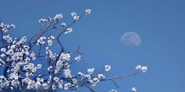 天为画布花为衬 一轮圆月挂枝头-图6