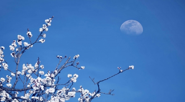 天为画布花为衬 一轮圆月挂枝头-图7
