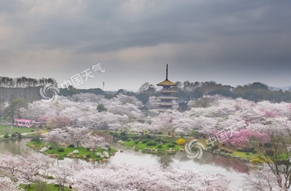 一花引得万“花”开 ——纵览各地花期预报气象服务