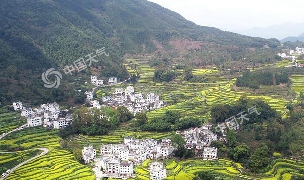 花期预报3年，沿途“风景”如何？