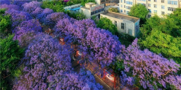 春城昆明蓝花楹盛放 浪漫紫色装扮“梦幻花街”-图2