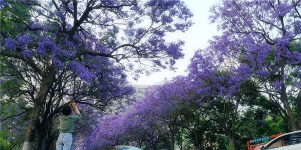 春城昆明蓝花楹盛放 浪漫紫色装扮“梦幻花街”-图7
