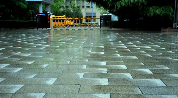 山东日照喜迎春雨 花雨交织一路风景-图1