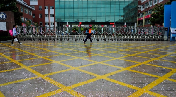 山东日照喜迎春雨 花雨交织一路风景-图2