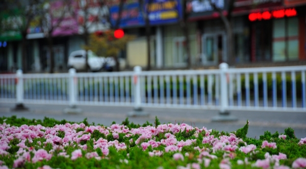山东日照喜迎春雨 花雨交织一路风景-图5