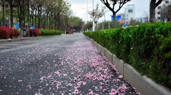 山东日照喜迎春雨 花雨交织一路风景-图6