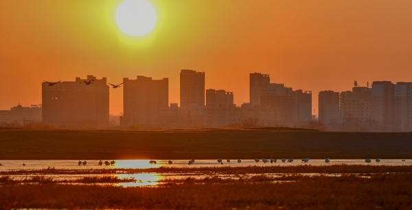 候鸟云集呼伦贝尔市西山天鹅湖 景色壮观-图8