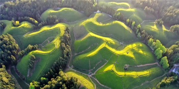 湖北鹤峰：最美茶园木耳山 风光惹人醉-图1
