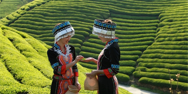 湖北鹤峰：最美茶园木耳山 风光惹人醉-图4