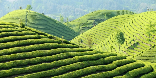 湖北鹤峰：最美茶园木耳山 风光惹人醉-图3