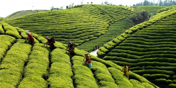 湖北鹤峰：最美茶园木耳山 风光惹人醉-图5