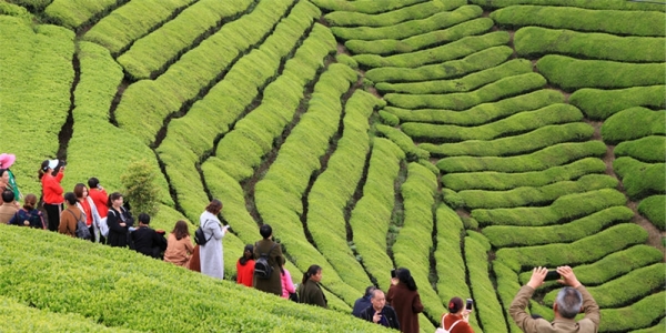 湖北鹤峰：最美茶园木耳山 风光惹人醉-图6