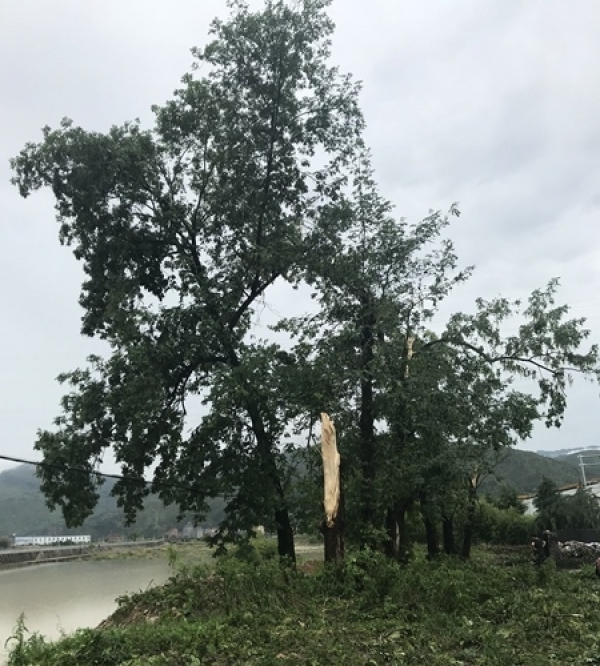 12级雷雨大风袭击浙江青田 大树被连根拔起-图3