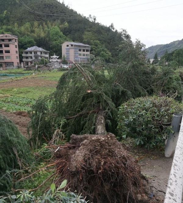 12级雷雨大风袭击浙江青田 大树被连根拔起-图2