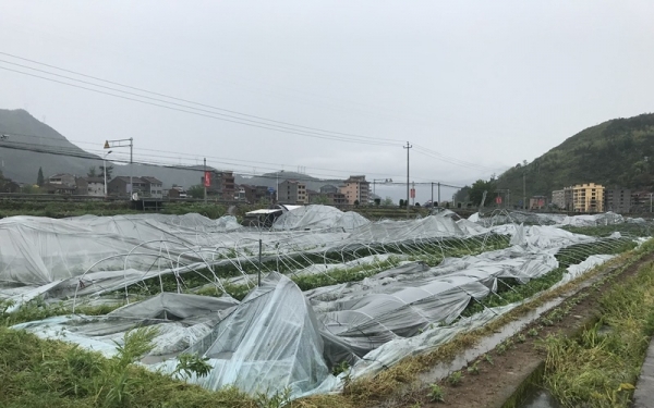 12级雷雨大风袭击浙江青田 大树被连根拔起-图5
