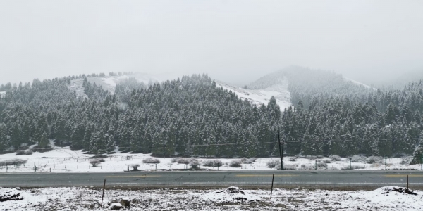 乌鲁木齐南山大雪纷飞 返青牧草被积雪覆盖-图1