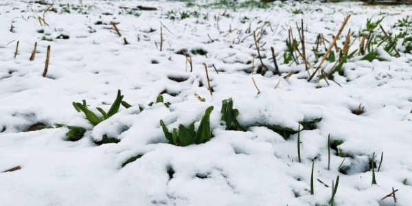 乌鲁木齐南山大雪纷飞 返青牧草被积雪覆盖-图2