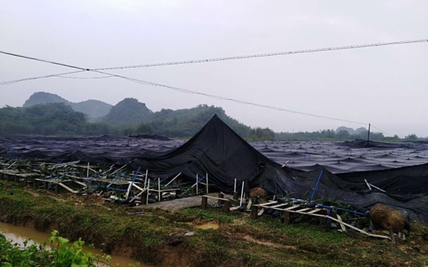 强雷雨突袭广东清远 房屋受损树木被折断-图1
