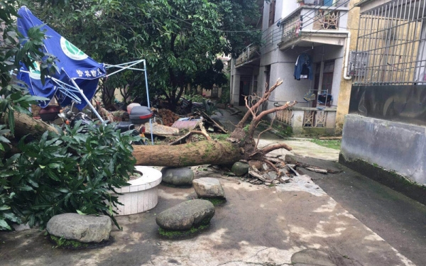 强雷雨突袭广东清远 房屋受损树木被折断-图8