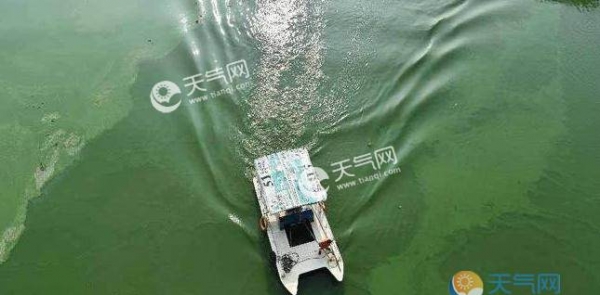 湖北安陆自来水变绿汤 系水库遭水华侵蚀