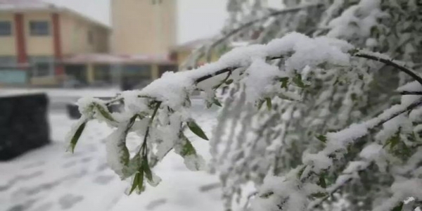 山西部分地区迎来四月雪-图4