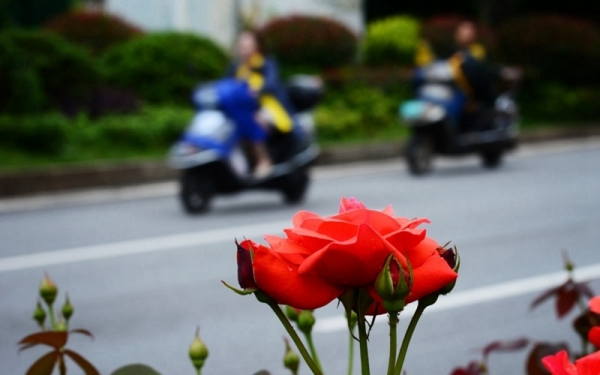 绚丽月季扮靓湖南衡阳街头 雨后花朵更娇艳-图7