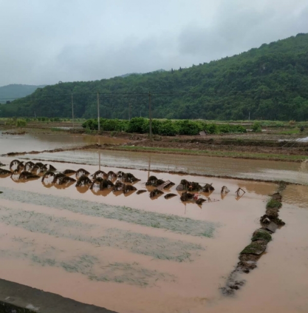 局地大暴雨！湖南东安多处塌方 成片农田被淹-图2
