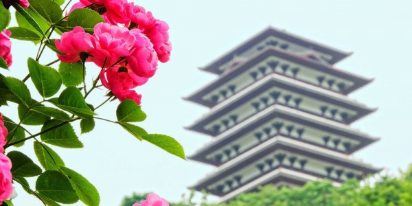 四川资阳字库山玫瑰盛开游人如织-图2