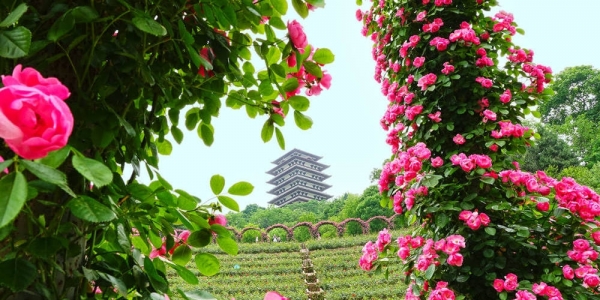 四川资阳字库山玫瑰盛开游人如织-图8