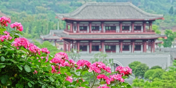 四川资阳字库山玫瑰盛开游人如织-图7