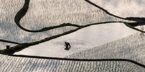 重庆山乡田园美 南川初夏插秧忙-图3